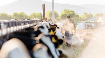 Cows Istock SMLL